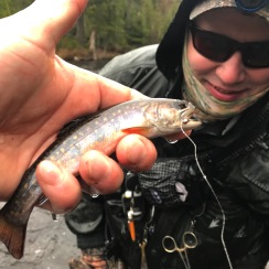 A Native Brookie and a Happy Client